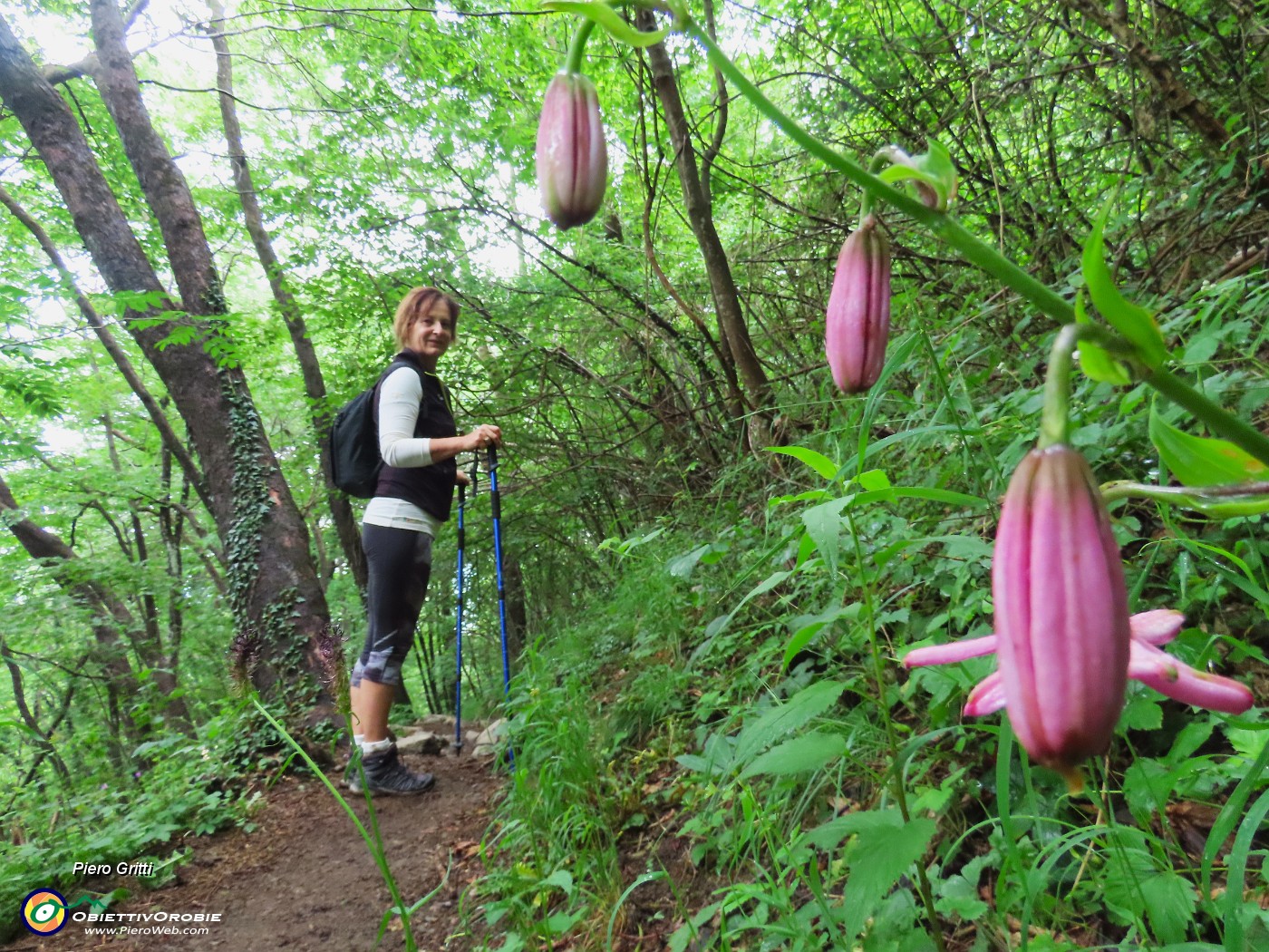 64 Ripassiamo dal Lilium martagon-Giglio martagone in bocciolo.JPG